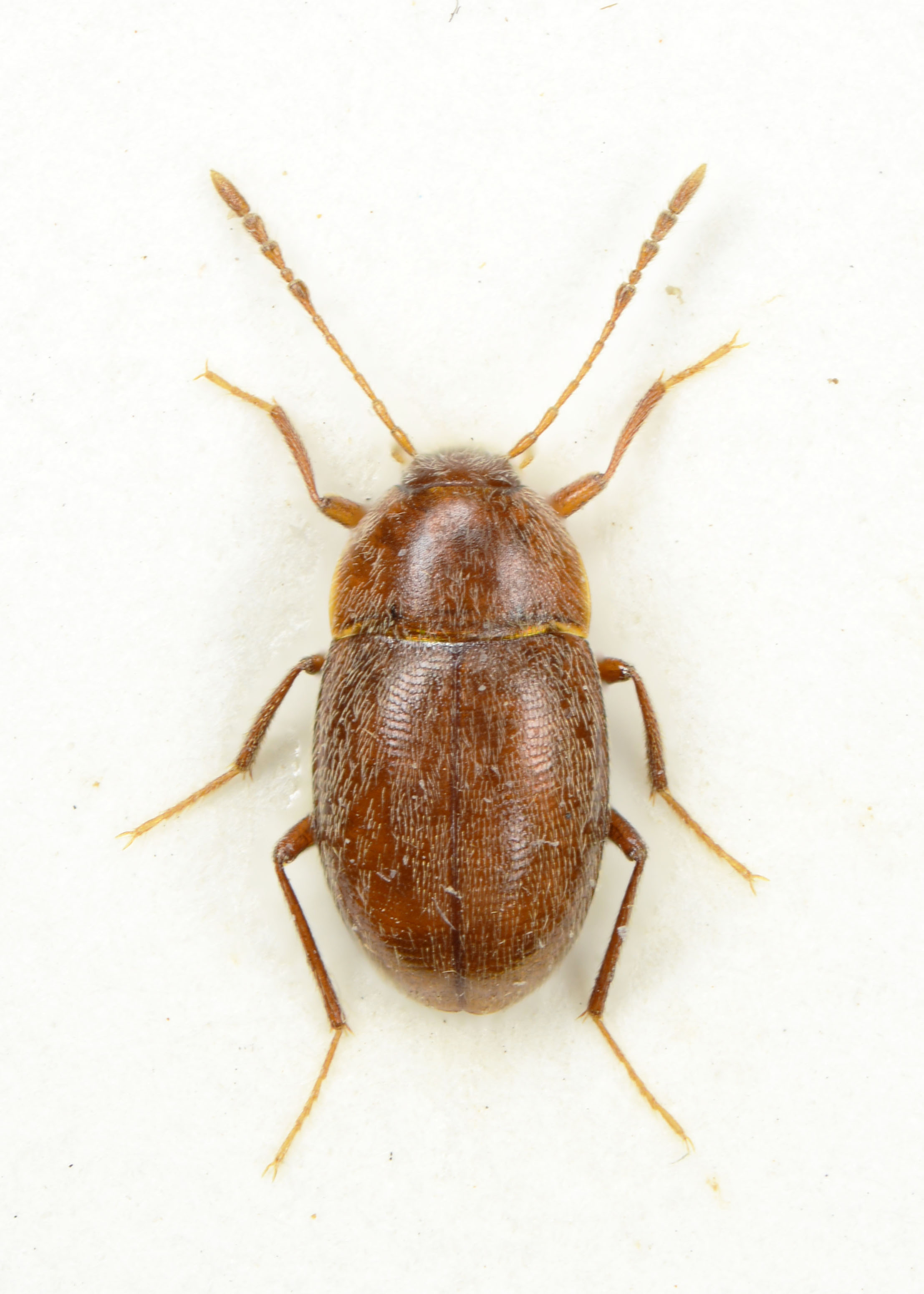 26. Aphaobius milleri, Volčja jama, C6994, 2024-01-23 14-29-03 (B,R8,S4)